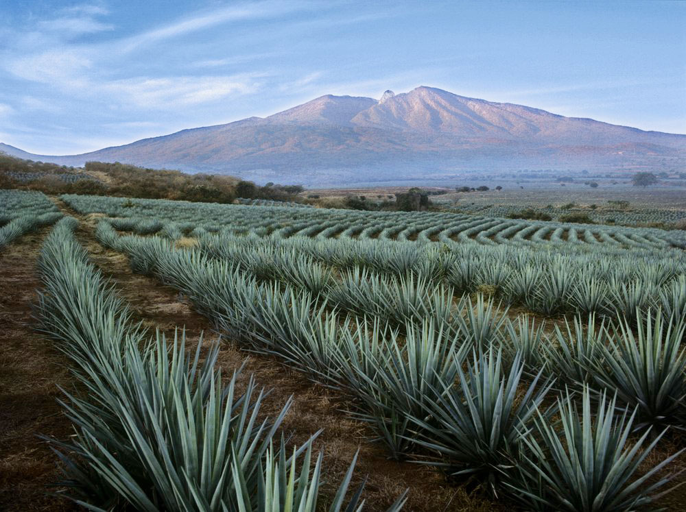 Agave Fields Mountain View
